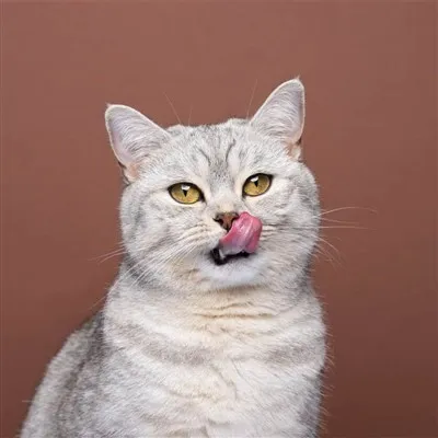 Best Natural Cat Food